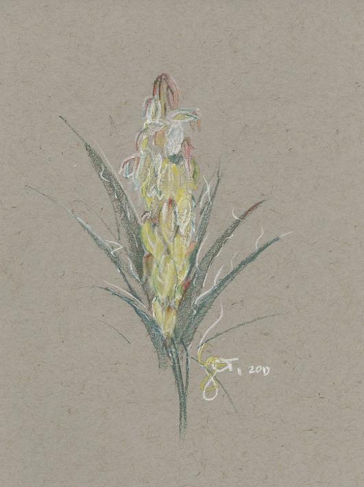 Yucca Flower