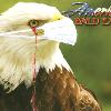 "America Bald Eagle 2020"
